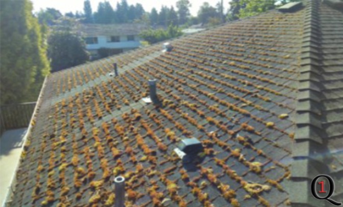 Coquitlam moss removal before