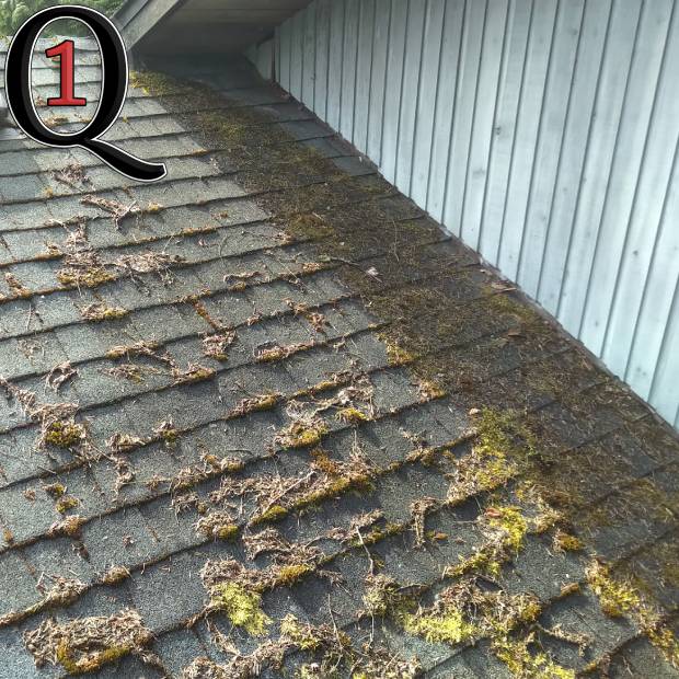 vancouver moss removal before