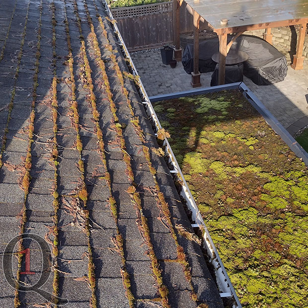 coquitlam moss removal before